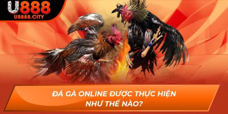 Hướng Dẫn Anh Em Đá Gà Online Bách Chiến Bách Thắng Tại U888 1 Đá Gà Online được thực hiện như thế nào?